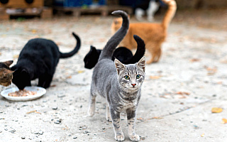 W Olsztynie rusza wydawanie darmowej karmy dla kotów wolno żyjących W Olsztynie rusza wydawanie darmowej karmy dla kotów wolno żyjących